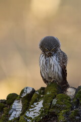 Sóweczka zwyczajna( Pygmy owl) Glaucidium passerinum © Patryk