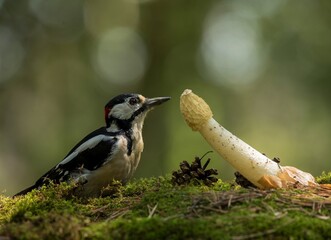 spotted woodpecker