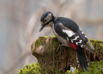 great spotted woodpecker