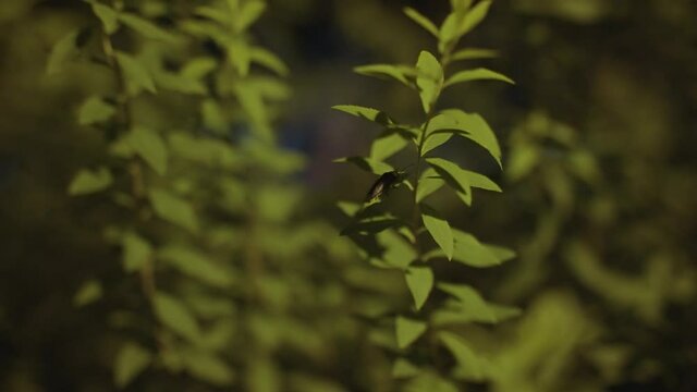 Japanese Firefly, Luciola cruciata, Glowing in Summer Night