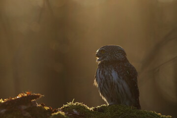 Sóweczka zwyczajna( Pygmy owl) Glaucidium passerinum © Patryk