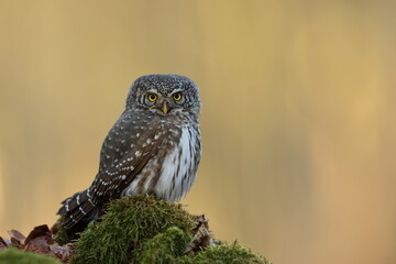Sóweczka zwyczajna( Pygmy owl) Glaucidium passerinum © Patryk