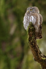 Sóweczka zwyczajna( Pygmy owl) Glaucidium passerinum - obrazy, fototapety, plakaty