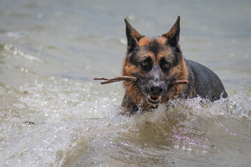 A female German Shepherd Dog enjoying a day at the beach.