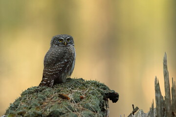 Sóweczka zwyczajna( Pygmy owl) Glaucidium passerinum © Patryk