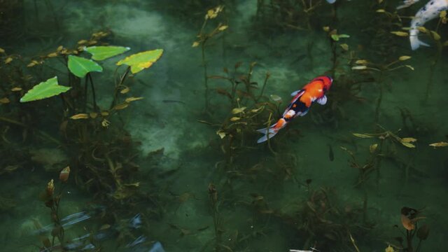 Japanese Koi Swimming Through Beautiful Monet Pond in Seki, Gifu Japan