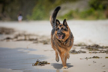 A female German Shepherd Dog enjoying a day at the beach.