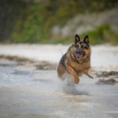 A female German Shepherd Dog enjoying a day at the beach.
