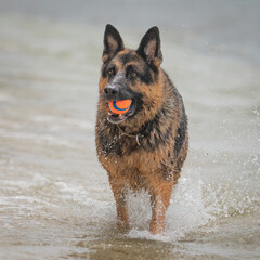 A female German Shepherd Dog enjoying a day at the beach.
