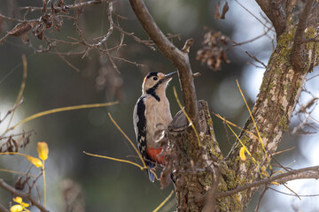 woodpecker sitting on a tree. Little woodpecker sits on a tree trunk. A woodpecker obtains food on...