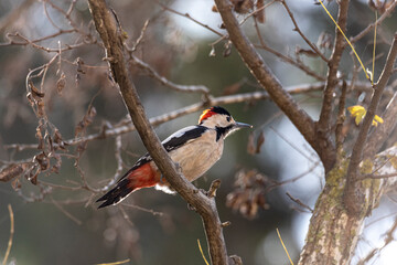 woodpecker sitting on a tree. Little woodpecker sits on a tree trunk. A woodpecker obtains food on a large tree in spring.