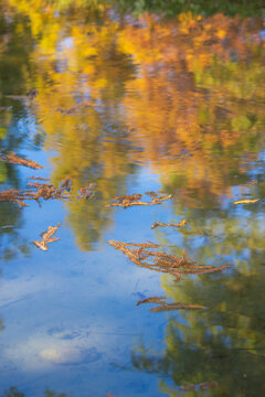 larch tree reflected on water