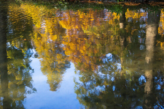 larch tree reflected on water