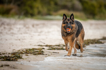 A female German Shepherd Dog enjoying a day at the beach.