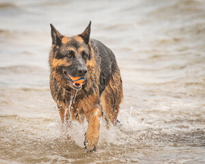 A female German Shepherd Dog enjoying a day at the beach.