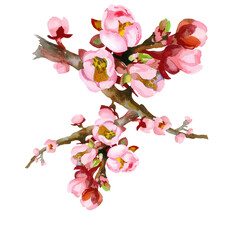 Botanical illustration. Spring flowers. Apricot blooming branch watercolor isolated on white background.