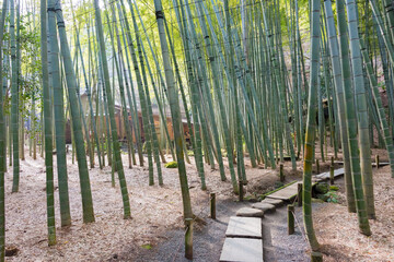 Kanagawa, Japan - Bamboo forest at Hokokuji Temple in Kamakura, Kanagawa, Japan. The temple was originally built in 1334.