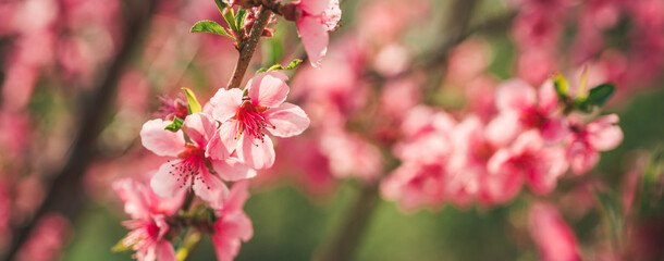Spring banner, blossom background. Pink blossom tree brach. Spring nature with blooming trees.