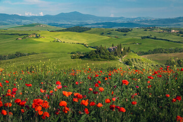 Fields with red poppies on the slopes in Tuscany, Italy
