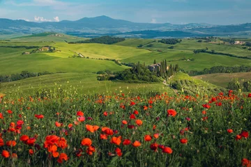 Afwasbaar Fotobehang Toscane Fields with red poppies on the slopes in Tuscany, Italy