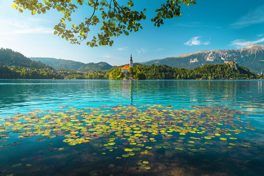 Stunning view with lotus flowers on the lake, Bled, Slovenia