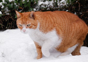 Roter Kater schleicht durch den Schnee
