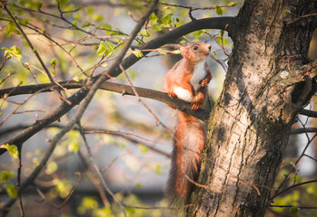 Eichhörnchen schaut nach oben