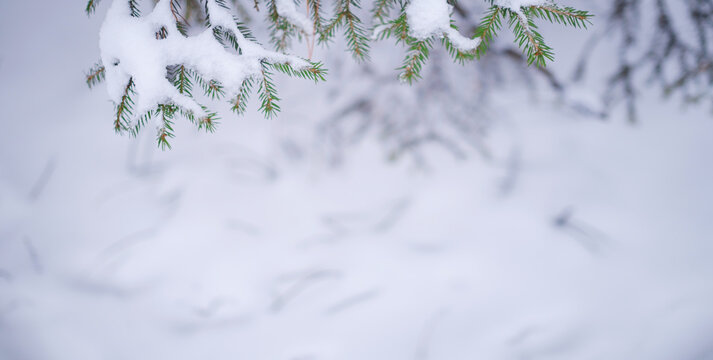 Nature Winter background with snowy pine tree branches, shallow DOF. Beauty in nature. © YURII Seleznov