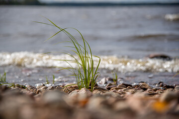 grass on the beach