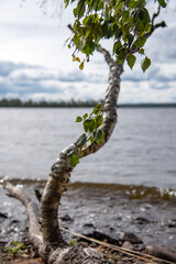 tree on the beach