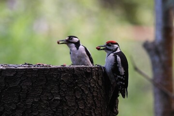 great spotted woodpecker