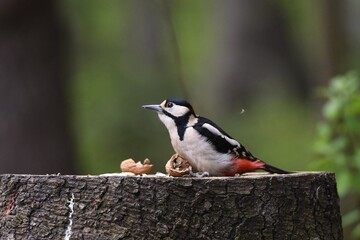 great spotted woodpecker