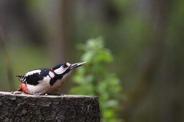 great spotted woodpecker on a branch