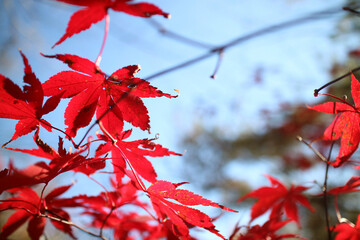 紅葉