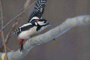 great spotted woodpecker on a branch