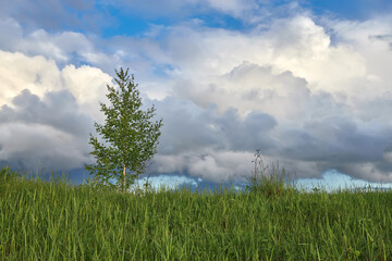 Lonely birch on the background of clouds. Spring and summer landscape.