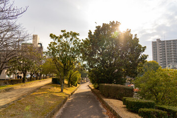 散歩道のは花