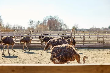 Foto auf Acrylglas Ostriches walk in the paddock, Head and neck front portrait of an ostrich bird at an ostrich farm. Farmer breeding of ostriches, Ecological farming concept. © Viktoriia