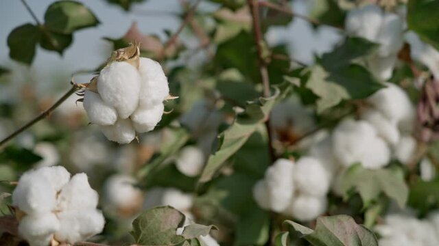 Close-up. High quality cotton box, ready for harvesting. cotton in the details. Agricultural industry. Cotton field. Moving the focus from the foreground to the background.