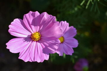 beautiful pink cosmos flowers in the flower field.