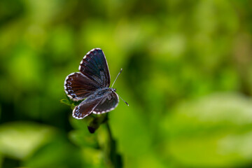 a wonderful little butterfly with black dots,Checkered Blue, Scolitantides orion