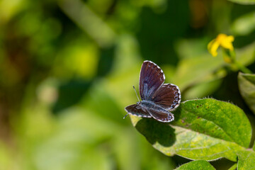 a wonderful little butterfly with black dots,Checkered Blue, Scolitantides orion
