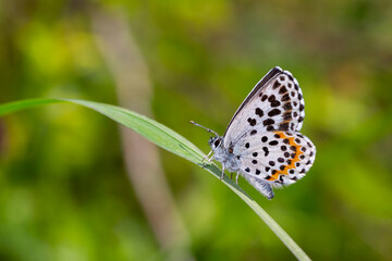 a wonderful little butterfly with black dots,Checkered Blue, Scolitantides orion