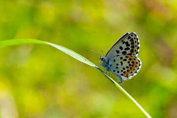 a wonderful little butterfly with black dots,Checkered Blue, Scolitantides orion