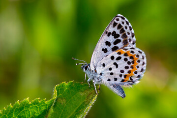 Fototapeta na wymiar a wonderful little butterfly with black dots,Checkered Blue, Scolitantides orion