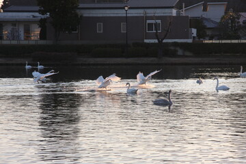 白鳥の羽ばたき