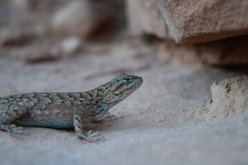 Desert Lizard