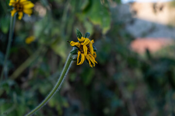 Flor a punto de morir