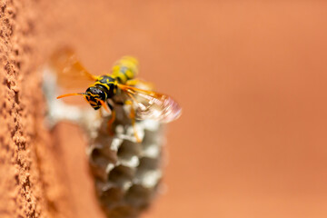 a bee hovering on a small honeycomb