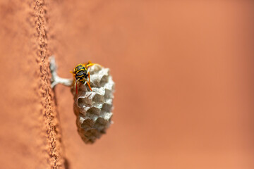 a bee hovering on a small honeycomb